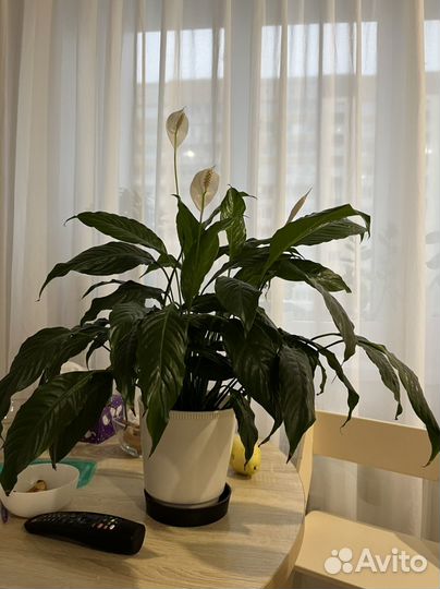 Спатифиллум женское счастье