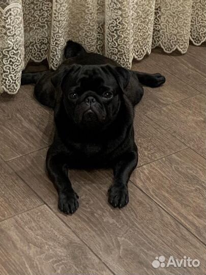 Сексуальная шоколадка ищет девочку для вязки