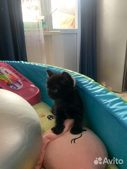 Котята в добрые руки бесплатно