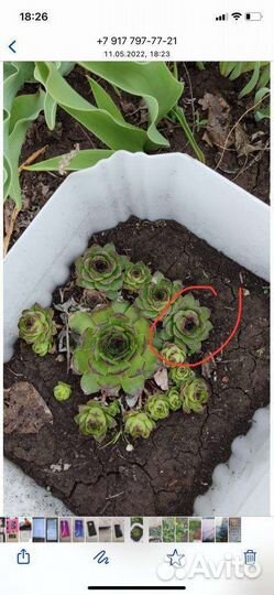 Садовые цветы