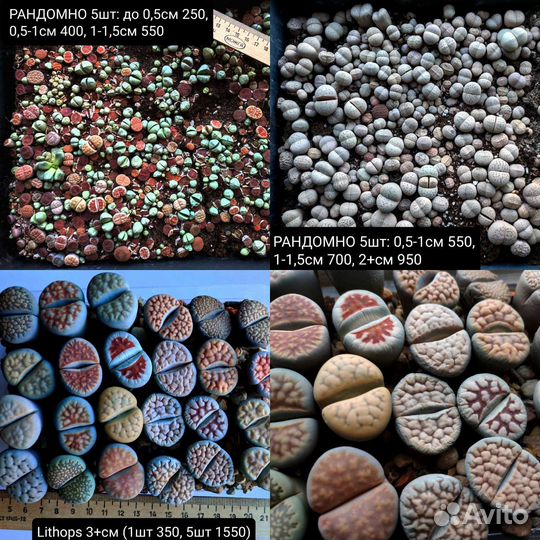 Суккуленты 07 (Литопсы, Lithops)