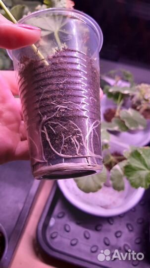 Пеларгония герань сортовая