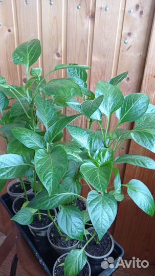 Эустома рассада