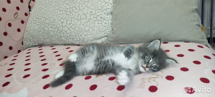 Котята мейн-кун