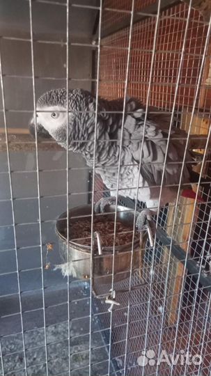 Говорящий попугай