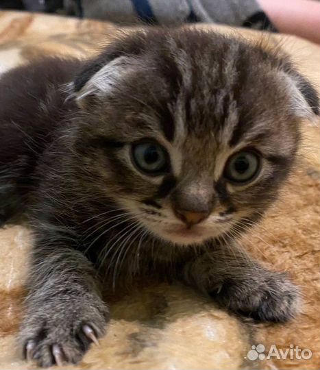 Шотландские котята