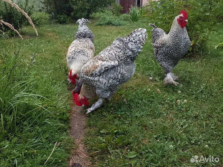 Петушки Мехеленской кукушки 8 месяцев, крупные