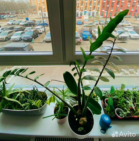 Замиокулькас