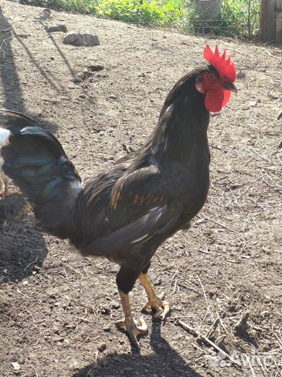 Молодые петухи