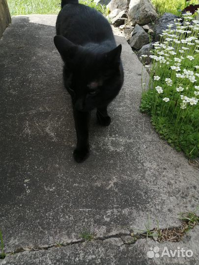 Котик в добрые руки