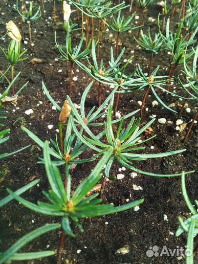 Пихта Нордмана кавказская