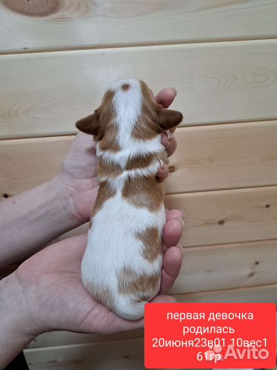 Кавалер кинг чарльз спаниель