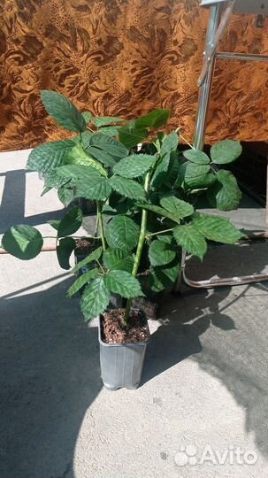 Саженцы ежевики садовой сортовой