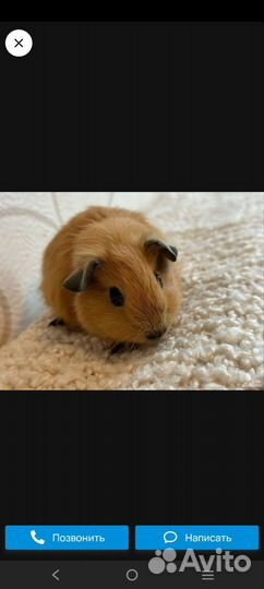 Морская свинка