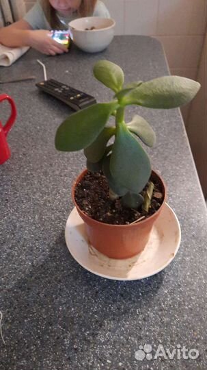 Продам комнатные ростения