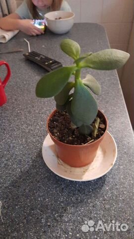 Продам комнатные ростения