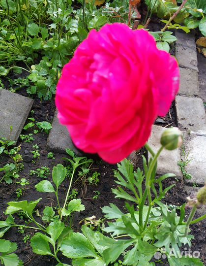 Ранункулюс саженцы из клубни