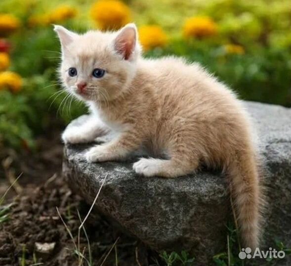 Котенок девочка 2 месяца