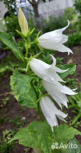 Неприхотливые садовые многолетники