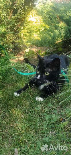 Передержка кошек