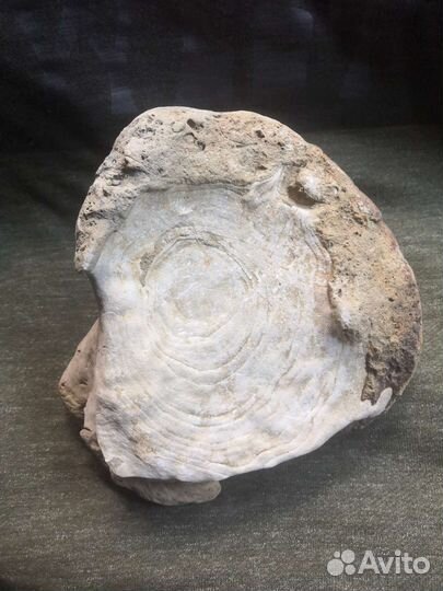 Кость Юрского периода