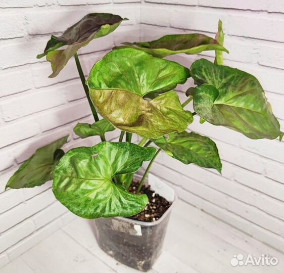 Сингониум Аом Наг и Конфетти Триколор