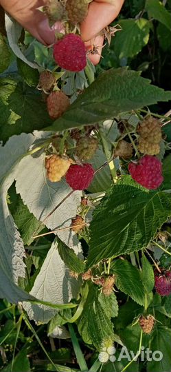 Ремонтантная малина