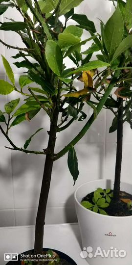 Взрослые лавровые деревья сформированные штамб