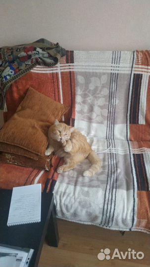 Кастрированный кот