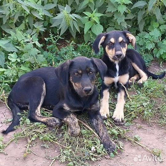 Щенки в добрые руки