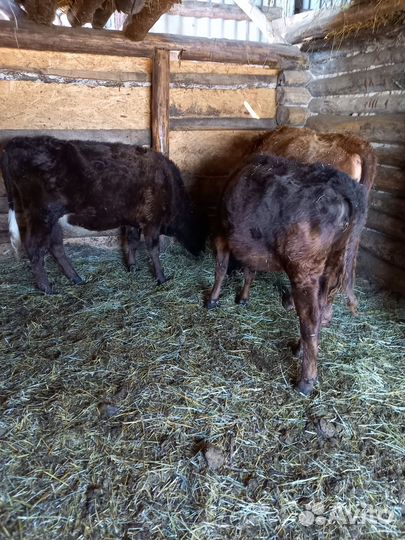 Тёлки, бычки