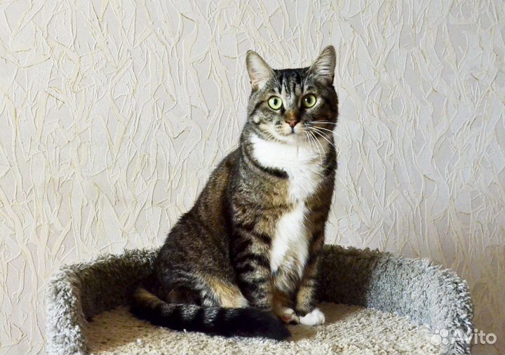 Котик в добрые руки