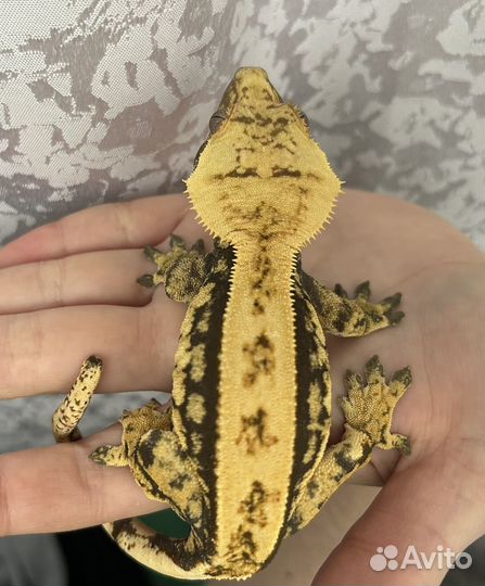 Реснитчатые бананоеды самец и самка