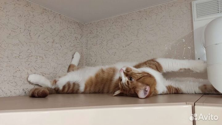 Кошка