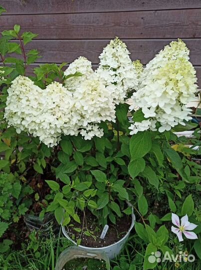 Гортензия Скайфол, Лайм лайт, жемчужина фестиваля