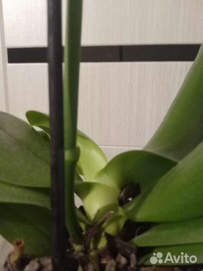 Орхидея Лиодоро ароматная с горшком