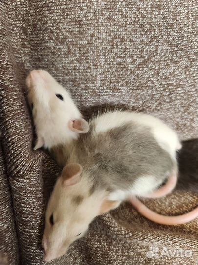 Декоративная крыса