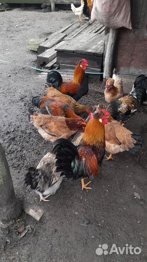Молодые петухи