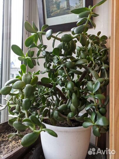 Крассула толстянка