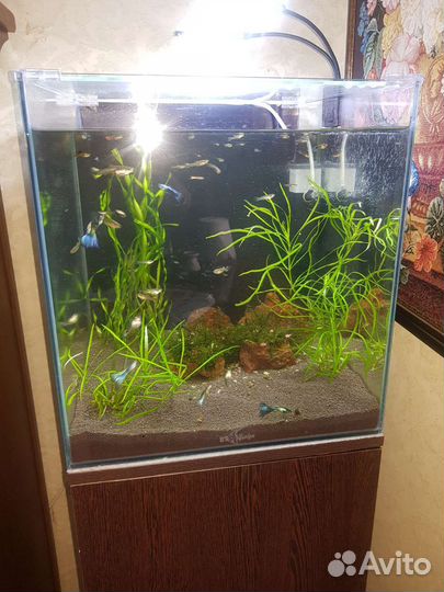 Аквариум с тумбой 50 литров