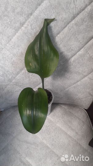 Эухарис амазонская лилия,эсхинантус 100