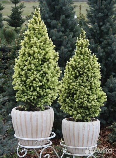 Ель Sun of the sky