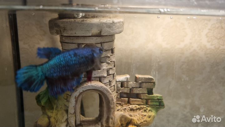 Аквариум с рыбками Петушок