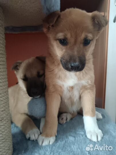 Собака в добрые руки щенок
