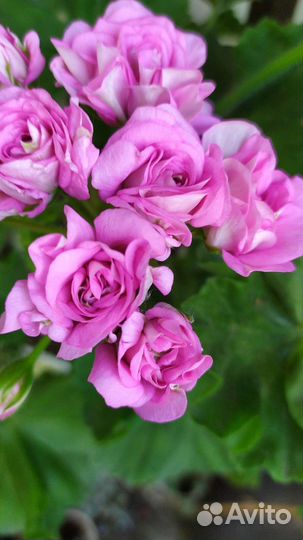 Пеларгонии коллекционные сортовые, липпия сладкая