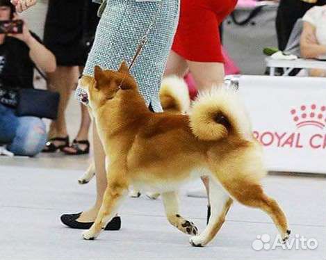 Вязка сиба ину