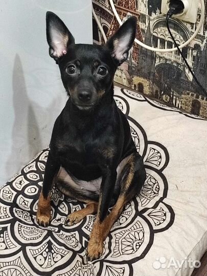 Цвергпинчер