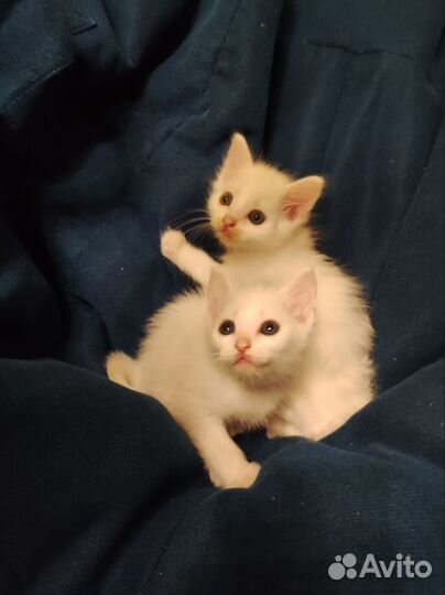 Котята