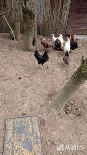 Молодые петухи