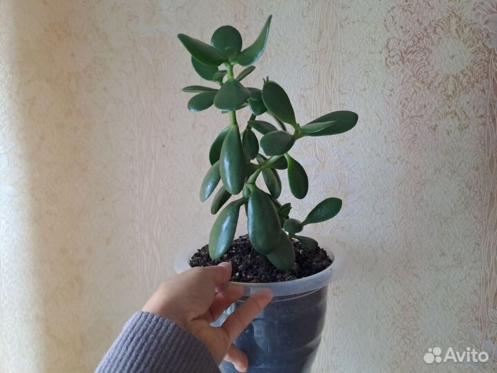 Денежное дерево толстянка